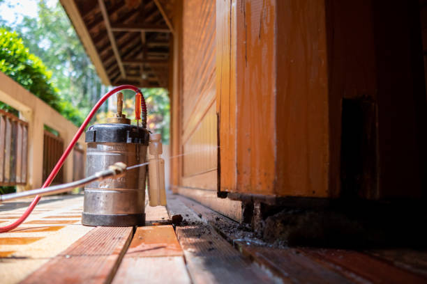 Wasp Removal Services in Frisco, TX