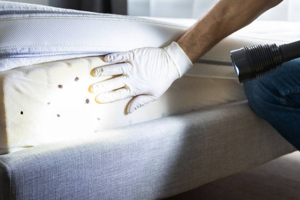 Best Insect Control  in Frisco, TX