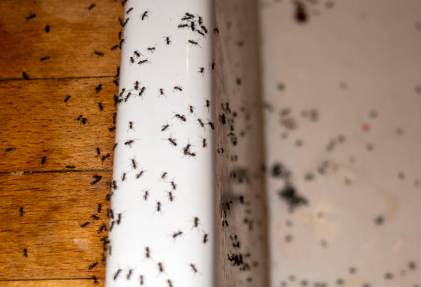 Frisco, TX Pest Control Company