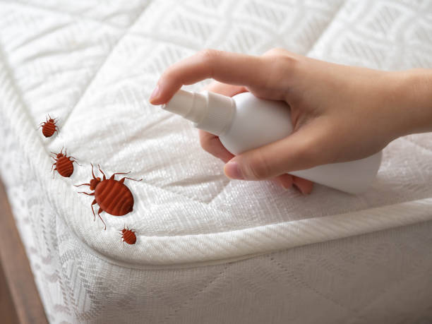 Best Spider Control Near Me  in Frisco, TX