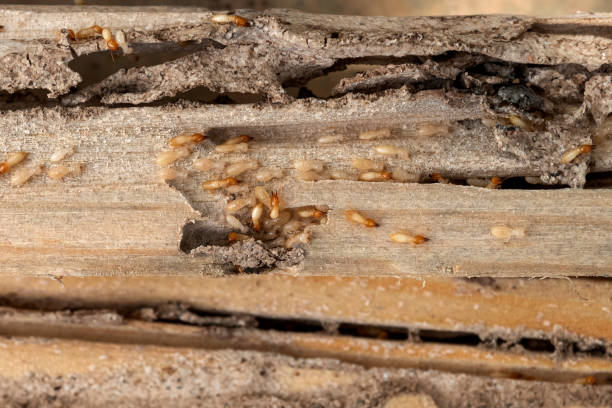 Best Cockroach Control Services  in Frisco, TX