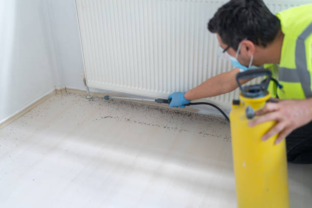 Best Ant Control Services  in Frisco, TX